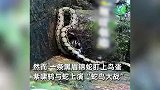 景区上演蛇鸟大战，鸟夫妇败北，蛇把鸟蛋全吞噬！景区：物竞天择