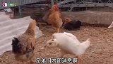六只鸡一台戏，剧情太真实了！