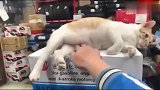 主人在弹猫咪的赘肉,橘猫这是人干的事吗
