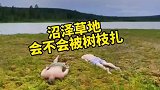 在漂浮在水面的沼泽草地上玩不怕被树枝扎到吗？