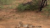 2019纳米比亚纳米比亚的猎豹世界