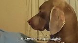 狗狗跟着主人在看电视，突然入戏太深，趴在沙发上小声抽泣