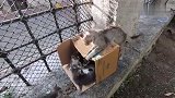 探望一窝小奶猫，猫妈妈上前迎接-有没有带吃的