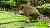猴子能有多贪玩抓着蟾蜍就不放，还发动猴群一起抓它们