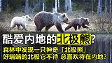 “北极熊”不在北极呆着，跑到森林来干啥竟是只神奇的白色棕熊