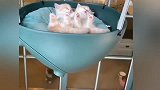 猫咪：外面的空气就是比较新鲜！