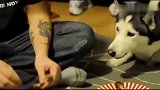 成精了！主人抢哈士奇狗粮，急得二哈狂飙中文！