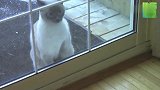 自从猫咪学会了敲门一直往外跑，不管多晚主人都要起来给它开门！