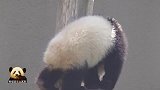 熊猫宝宝踮起脚尖爬向最高处，小不点儿努力的样子好可爱
