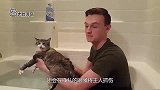 猫咪洗澡是不可能洗澡的，水那么恐怖，宁愿臭着也不洗