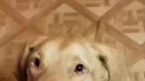 主人空中投喂，狗子在下面吃出了重影