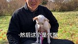 中华田园犬|如果不爱请别伤害，再小的生命都值得尊重。萌宠出道计划如果不爱请别伤害