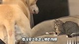 你瞅我干啥，看我吓不死你，狗子和喵你们真的很逗