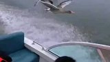 其他大雁都在御风飞翔，结果有一只大雁在偷偷搭顺风车