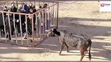 斗牛现场观众挑衅公牛，公牛连人带铁笼一起顶翻