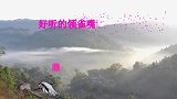 原生态好听的鸟叫声，领雀嘴鹎叫声，立体声斑鸠叫声和土画眉叫声