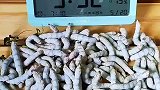 100只蚕宝宝吃一片桑叶需要多少时间？