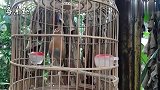 画眉鸟昂头大叫，叫声清脆，值得聆听