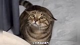 《适合男生养的几种猫》你喜欢哪只？