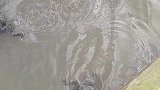 正确的蛙泳你学会了吗
