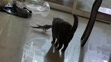 猫学鸟走路，看到猫挑衅鸟的样子