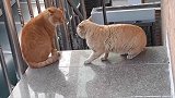 一触即发的猫咪大战
