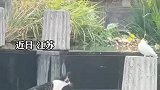 女生拍到猫咪抓鸽子，一个猛扑迅速咬住