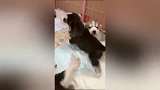 二哈：哈士奇普拉达的狗宝宝太可爱, 五万块钱都不卖