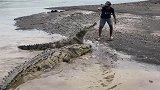 哥斯达黎加：是个牛人！导游跳入河中，徒手给野生鳄鱼喂食