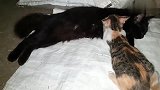 看着外面下的暴雨，庆幸救回的流浪猫母子，免遭好多的罪