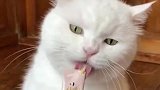 喂小猫吃猫粮，吃得可真香啊