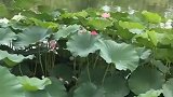 小荷才露尖尖角，早有蜻蜓立上头