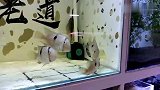 两条藩王鱼打起来了，看着一脸呆萌其实挺狠，嘴对嘴互殴一分钟
