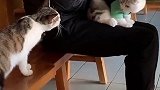 猫：你这样会不会太过分了...喵 全村最馋的女子