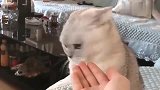 狸花猫：原来你在外面有狗了