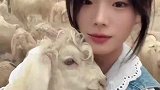 牧羊女孩用干脆面和羊群，打开“流量密码”