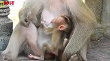 小奶猴喝奶没完没了，猴妈无可奈何