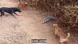 5只土狗大战巨蜥，没想到巨蜥一个死亡翻滚，土狗当即口吐白沫！