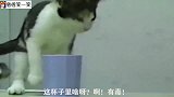 猫都快被撸秃了，这小屁孩还想把猫的皮也穿上，猫太难了