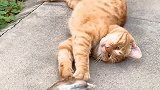 猫：别装死，快起来单挑！