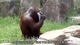 猩猩学饲养员走路成瘾，视频被上传后迅速走红，游客纷纷慕名而来