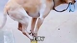 狗子很生气后果相当搞笑！真是高智商的狗子，一言不合就上栏杆！