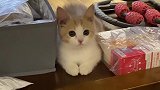 受了委屈的猫咪，太会撒娇了