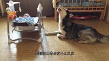 宝宝大哭不止，狗狗的举动笑翻众人，镜头记录全过程