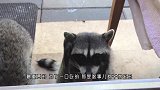 顽皮浣熊闯入民宅，把猫咪撸了一顿，镜头拍下搞笑瞬间！