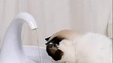 纠结…是换饮水机还是换猫 星探家 猫 萌宠 吸猫