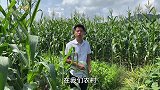 农村常见的“白花蛇舌草”，秋季泡茶非常好，一起来认识一下吧