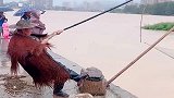 大河涨水了，大爷拿着捕鱼工具抓鱼，没想到收获了这么多！