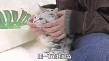小猫咪第一次刷牙, 一脸嫌弃好可爱, 做一个爱干净的乖宝宝不