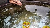 游客在许愿池投的钱，最后都去哪儿了，看完你还会投吗？